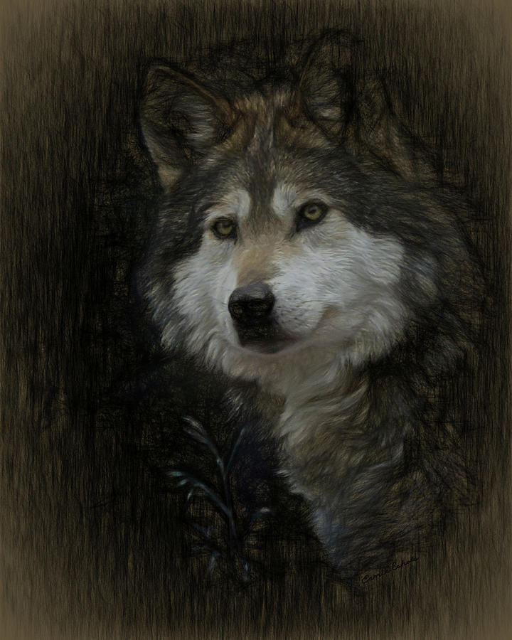 Grey Wolf Portrait 2 Digital Art by Ernest Echols