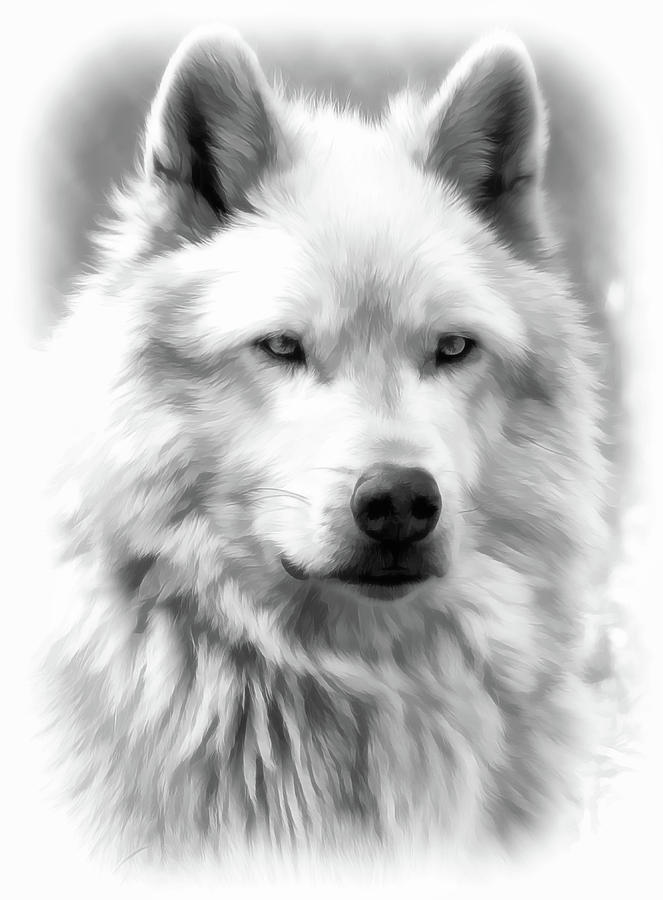 Grey Wolf Portrait BW Photograph by Athena Mckinzie