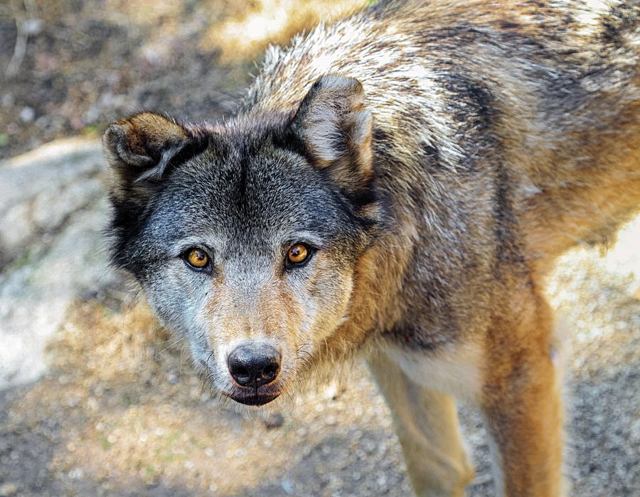 Grey wolf portrait Photograph by Elenarts - Elena Duvernay photo