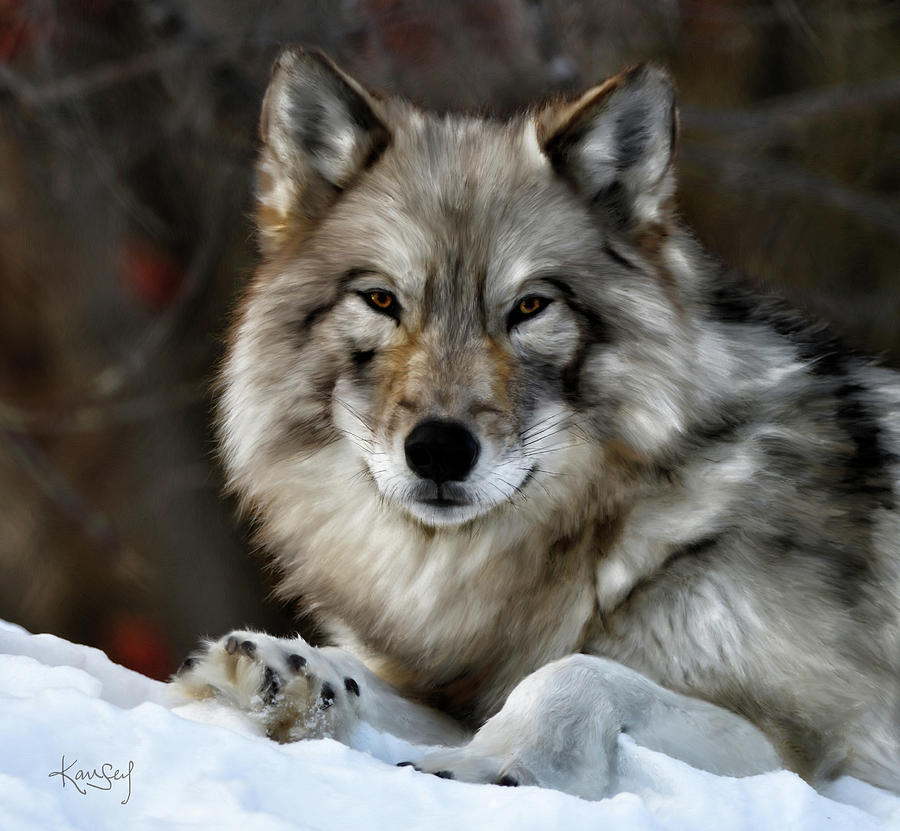 Grey Wolf Portrait Digital Art