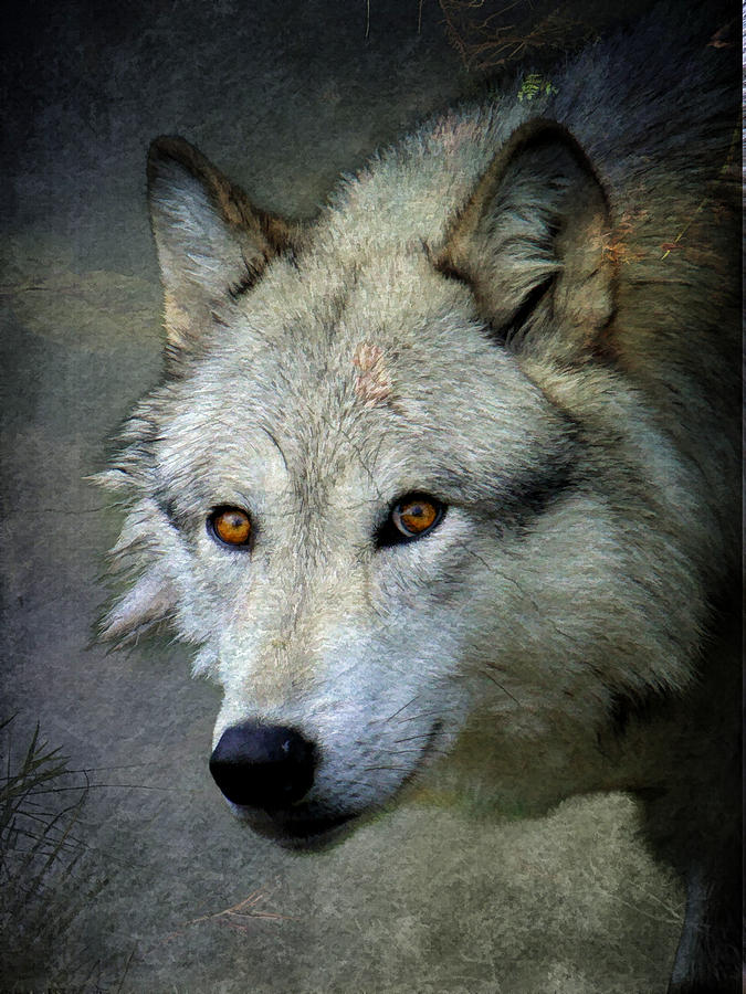 Grey Wolf Portrait Photograph by Steve McKinzie