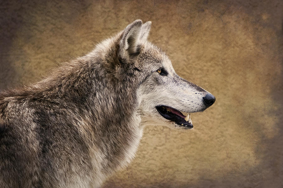 Grey Wolf Profile Photograph