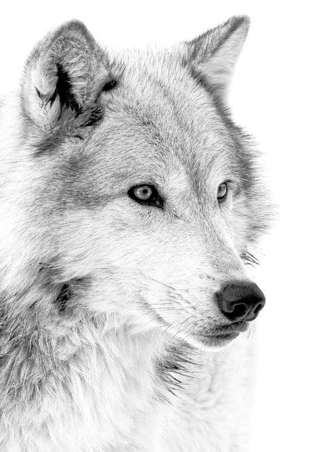 Wolves Photograph - Grey Wolf Profile by Athena Mckinzie