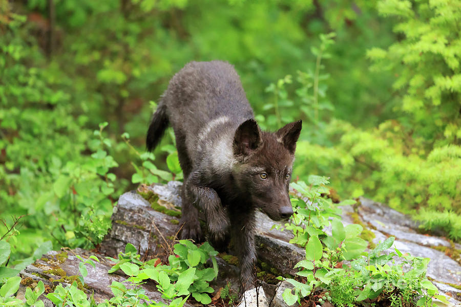 Gray Wolf Photograph - Grey wolf pup Canis lupus by Louise Heusinkveld