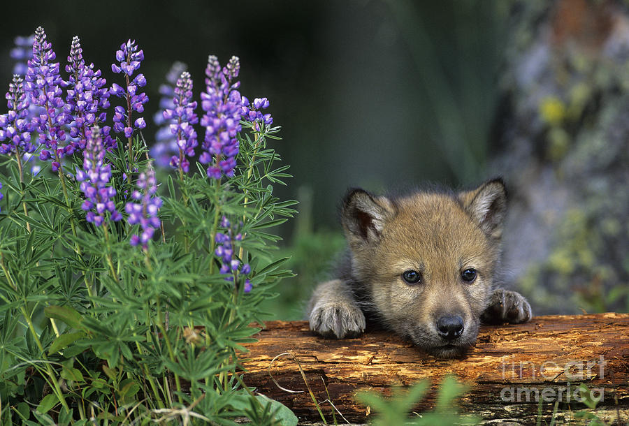Grey Wolf Pup Photograph by Jean-Louis Klein & Marie-Luce Hubert