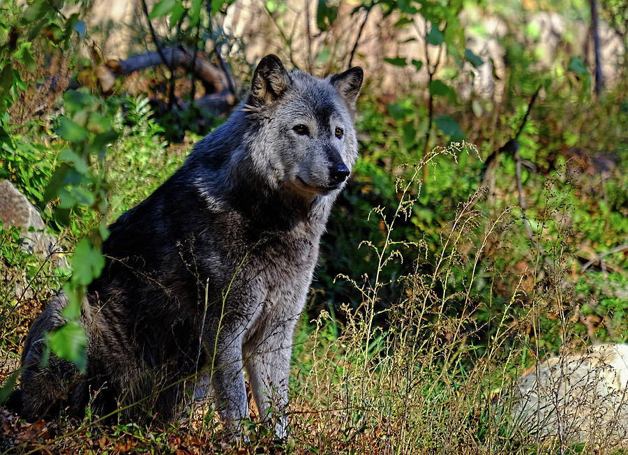 Gray wolf Photograph by Ronda Ryan