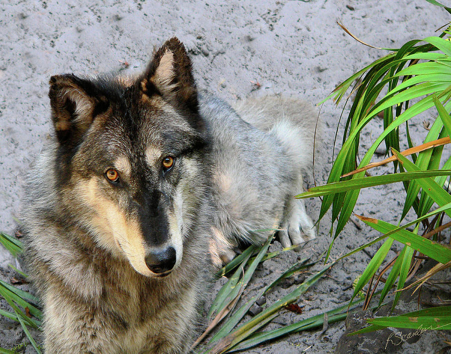 Grey Wolf Photograph by Rosalie Scanlon