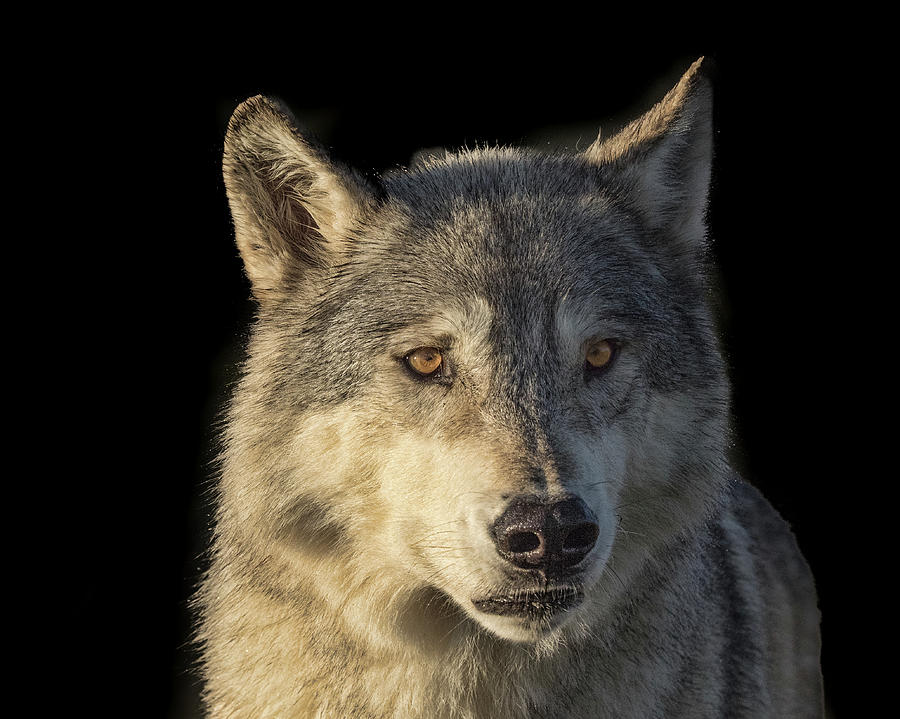 Grey Wolf Photograph by Stephanie Brand