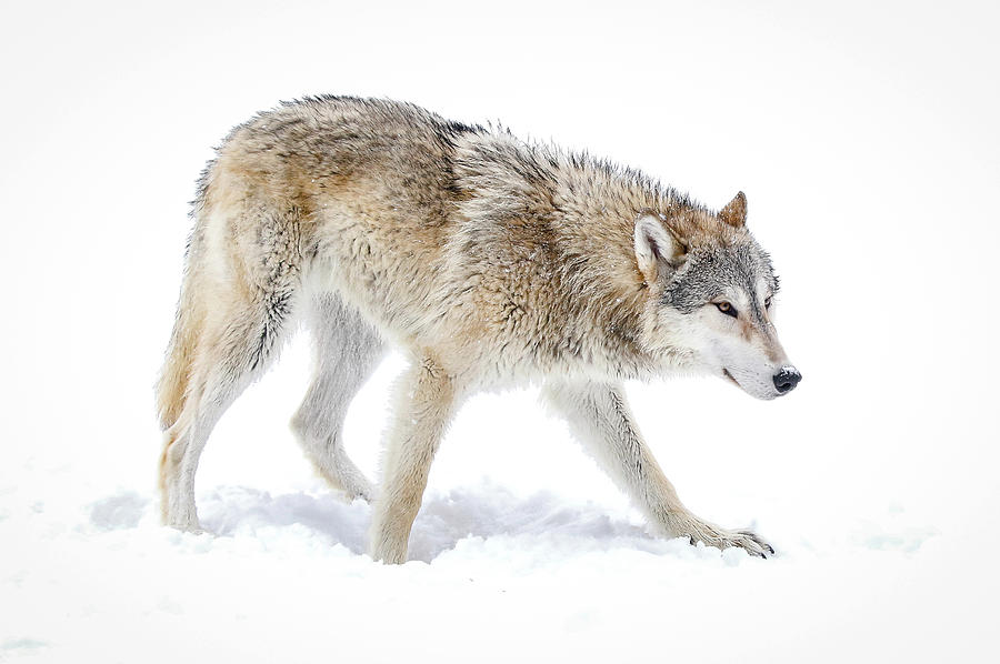 Grey Wolf Winter XI Photograph by Athena Mckinzie