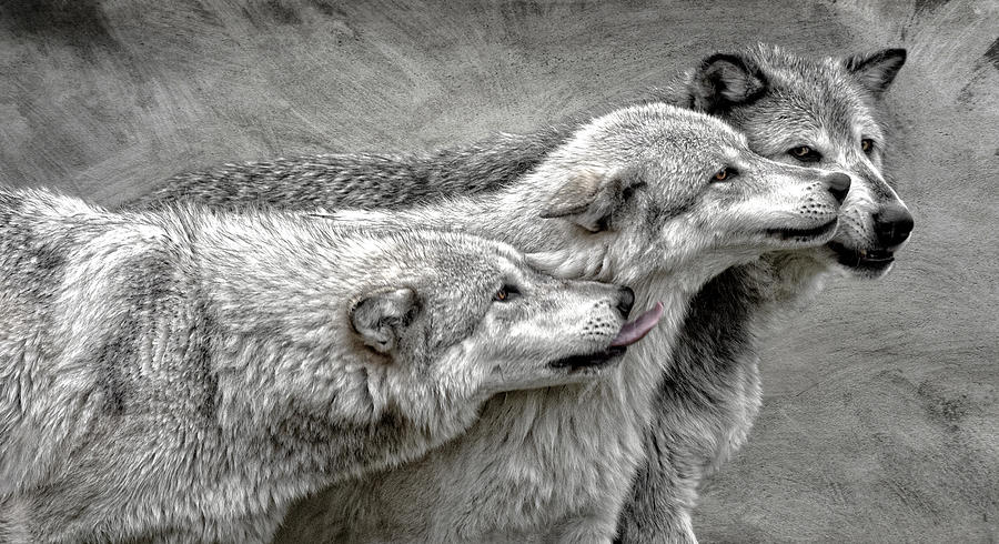 Grey Wolves Photograph by Wes and Dotty Weber | Fine Art America