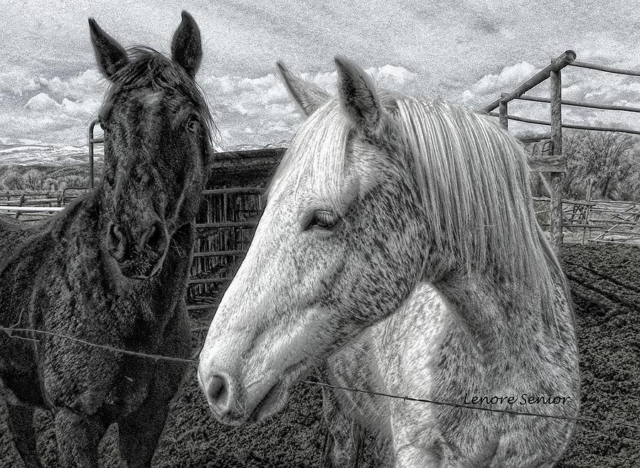 GreyBoy and Apache Drawing Photograph by Lenore Senior