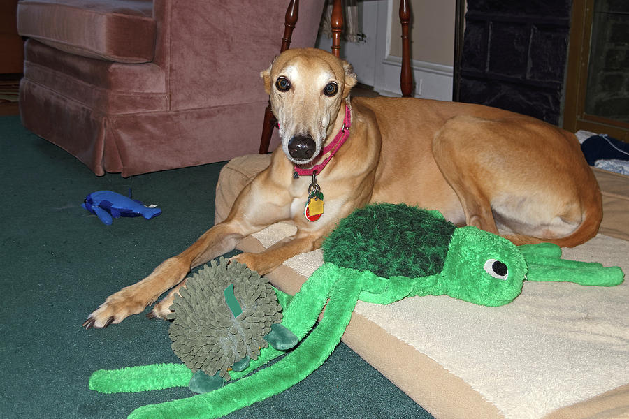 Greyhound and Toys Photograph by Sally Weigand