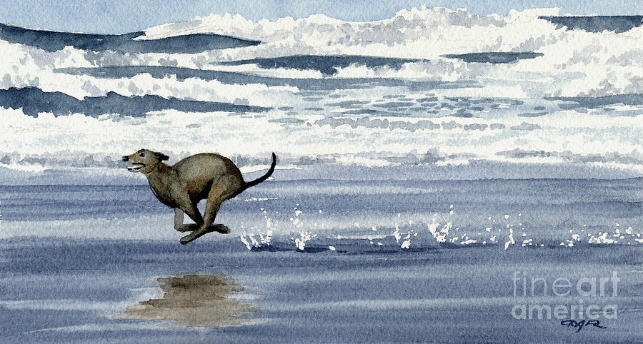 Beach Painting - Greyhound at the Beach by David Rogers
