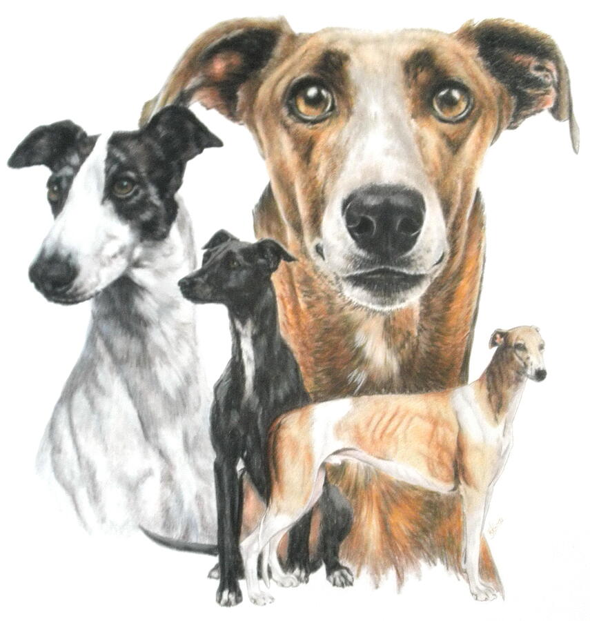 Greyhound Montage Drawing by Barbara Keith
