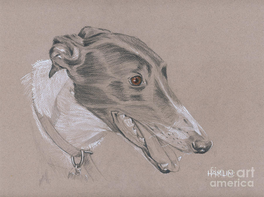 Animal Drawing - Greyhound - Flashy by Steve Hamlin