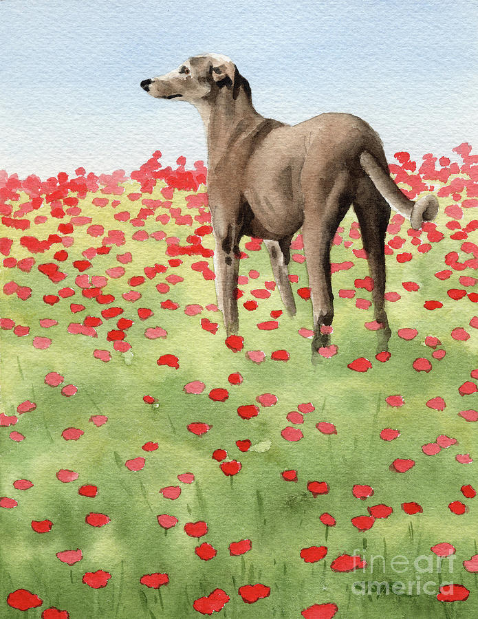 Poppy Painting - Greyhound in Poppies by David Rogers
