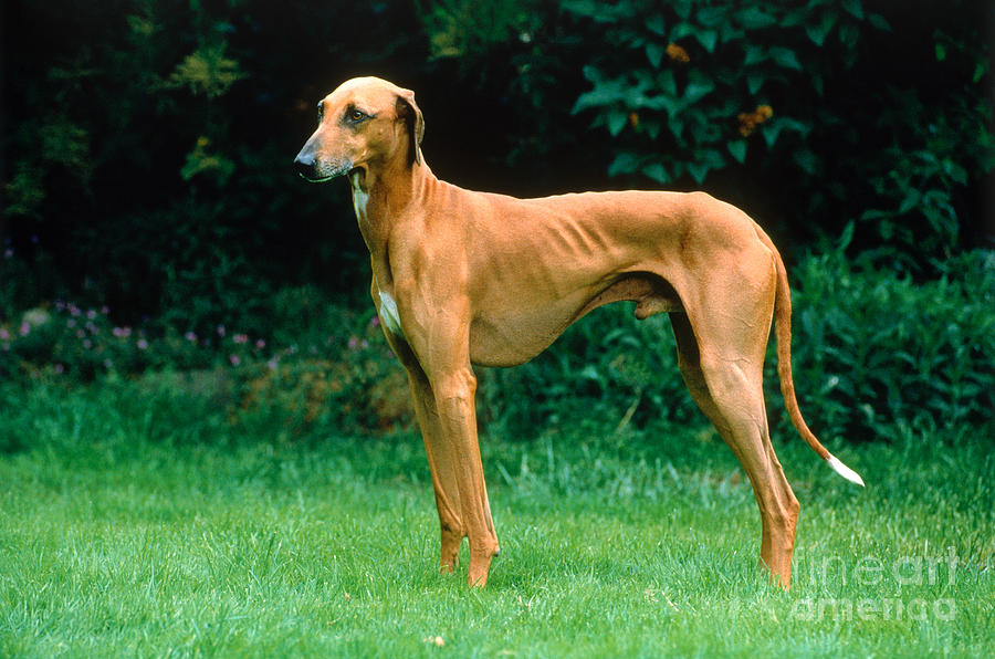 Dog Photograph - Greyhound by Jean-Louis Klein & Marie-Luce Hubert