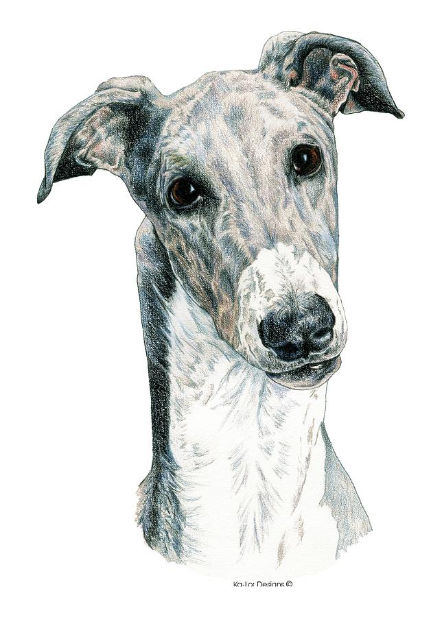 Greyhound Drawing by Kathleen Sepulveda Fine Art America