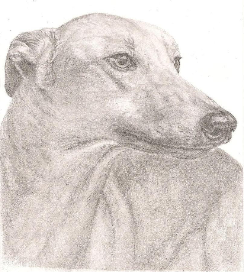 Greyhound Drawing by Rebecca Vose