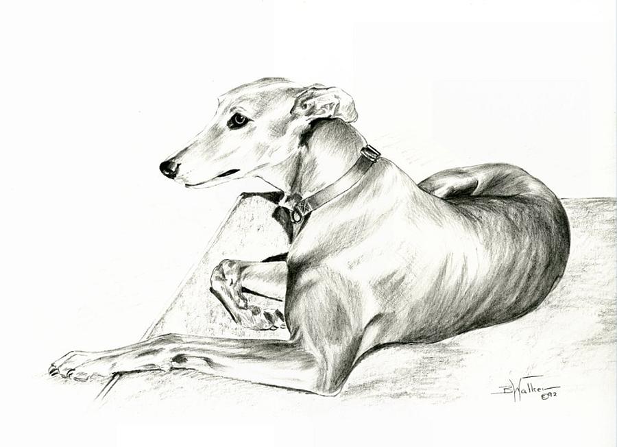 Dog Art Greyhound Decor Dog Drawing Greyhound Gift Dog Sketch Greyhound