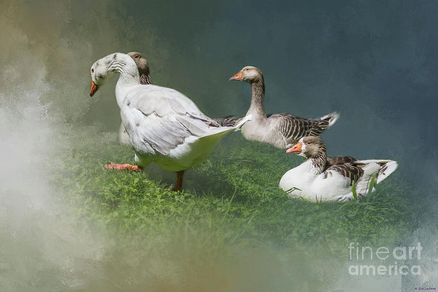 Bird Photograph - Greylag Geese by Eva Lechner