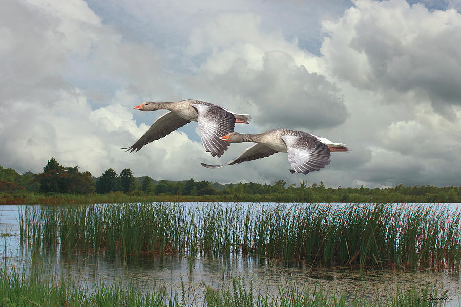 Greylag Geese in Flight Digital Art by M Spadecaller