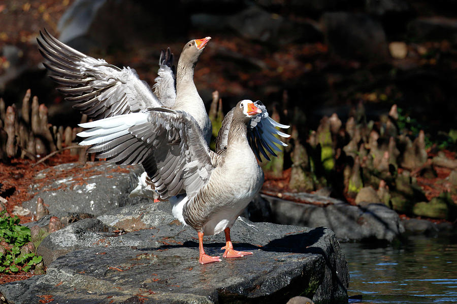 Greylag Geese Photograph by Nicholas Blackwell