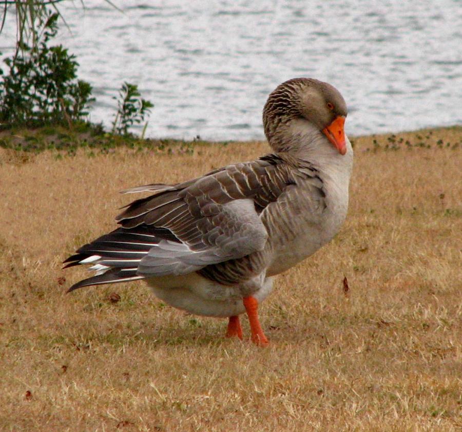 Greylag Goose 2 Photograph By J M Farris Photography - Fine Art America