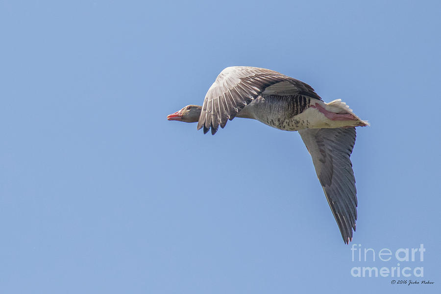 Greylag goose - Anser anser Photograph by Jivko Nakev