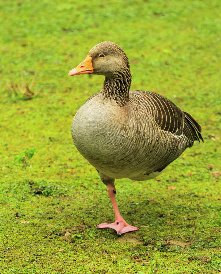 Greylag Goose, Anser, Standing On One Foot Photograph