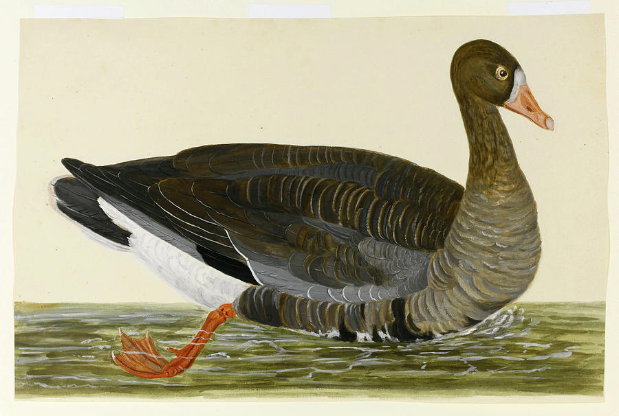 Greylag goose Drawing by Charles Collins