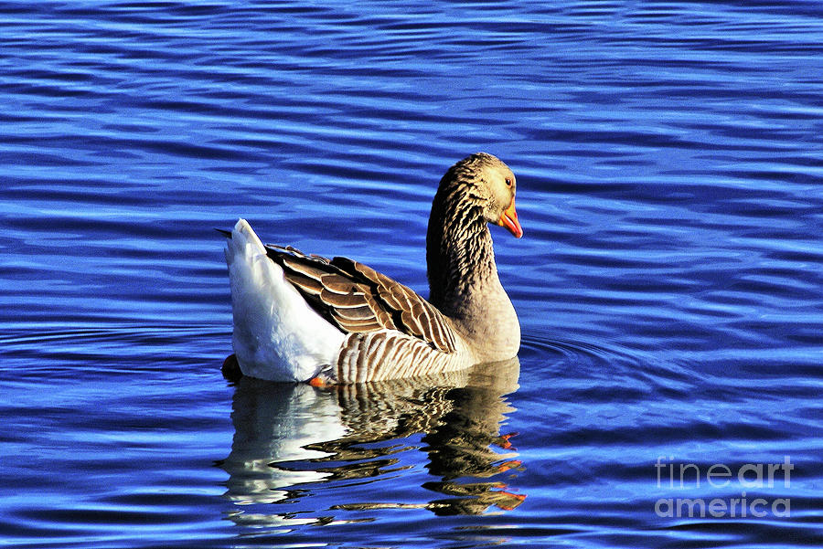 Greylag Goose Photograph by Don Siebel