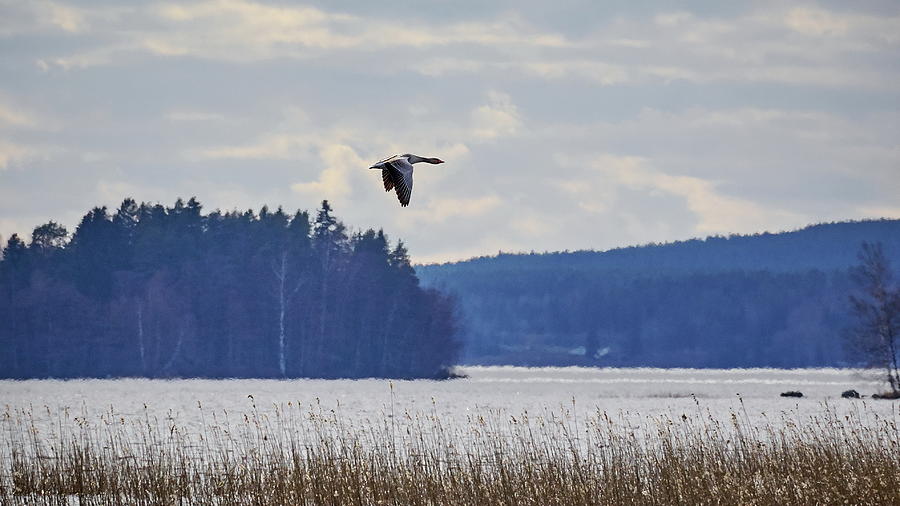 Greylag goose evening flight Photograph by Jouko Lehto
