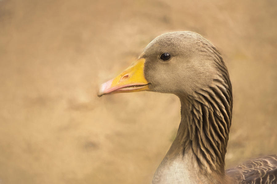 Greylag Goose Photograph by Inge Riis McDonald