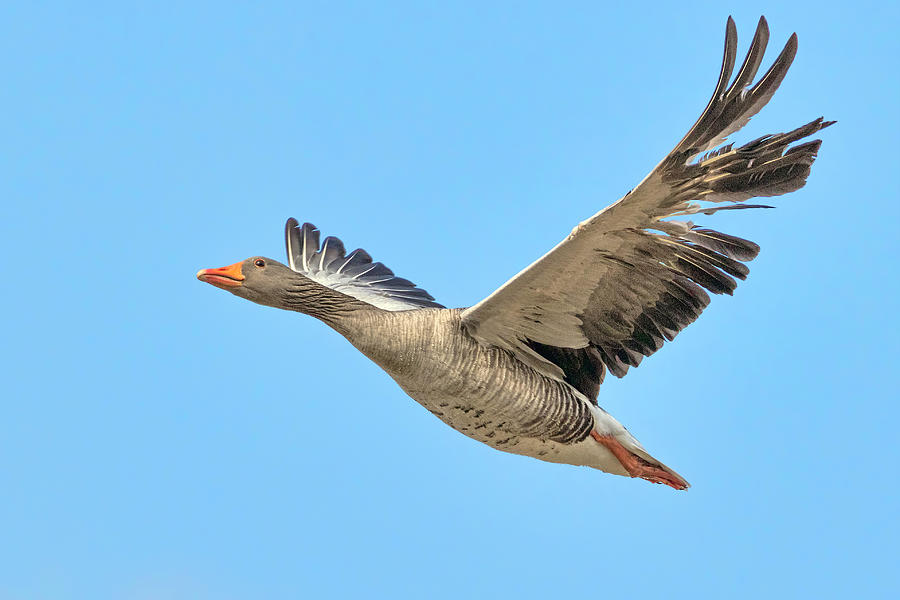 Goose Photograph - Greylag Goose by Nadia Sanowar