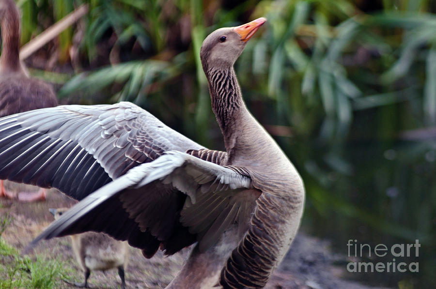 Greylag Goose Poetry Photograph by Silva Wischeropp