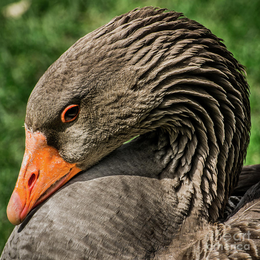 Greylag Goose Portrait  Photograph by Gary Whitton