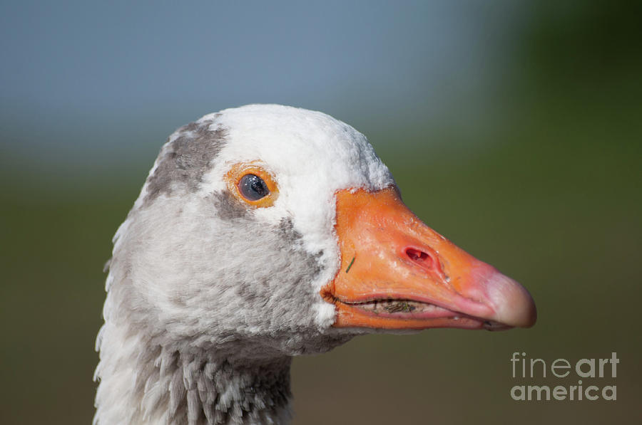 Greylag Goose Photograph by Steve Purnell