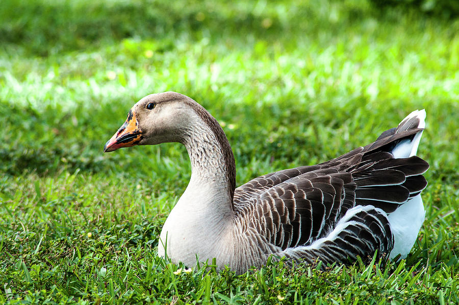 Greylags Goose Photograph