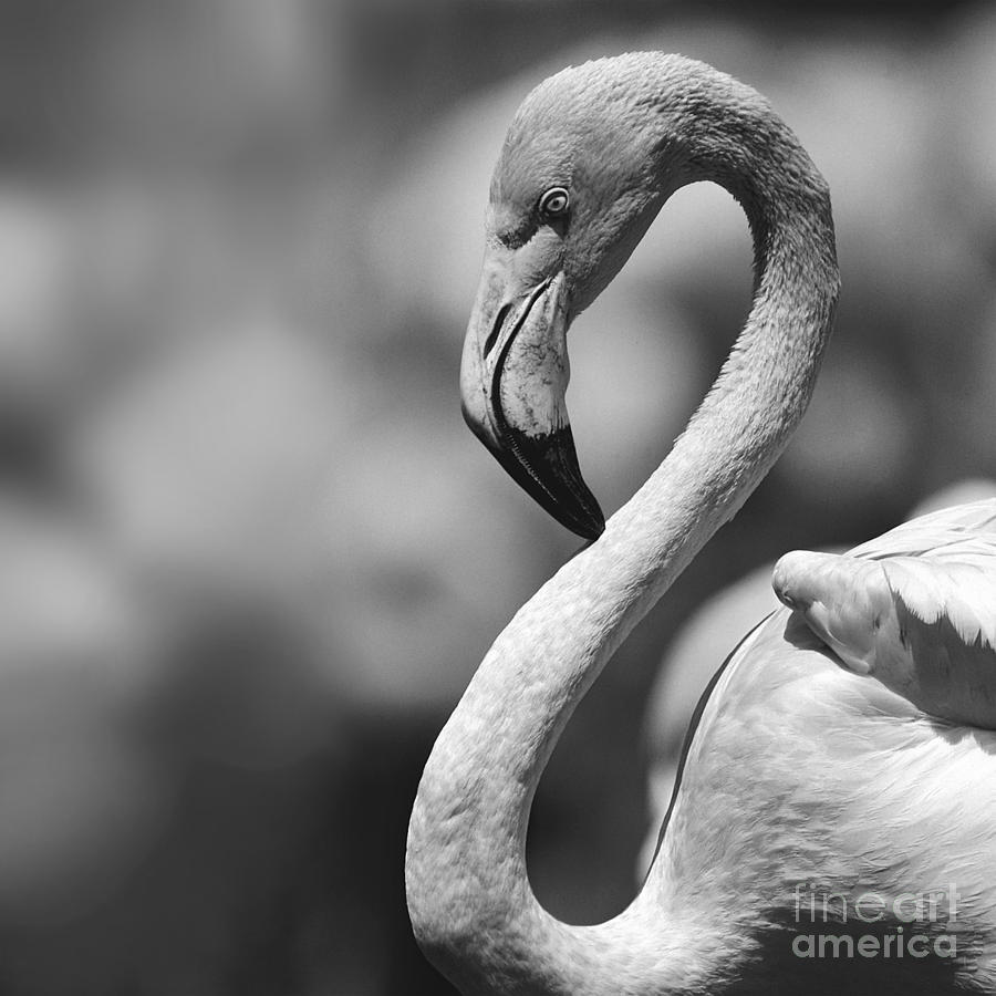 Greyscale Of A Tickled Pink Flamingo Photograph by Paul Davenport