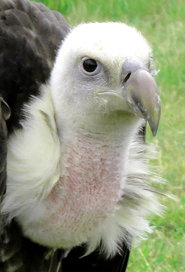 Griffins vulture eye to eye Photograph by Susan Baker