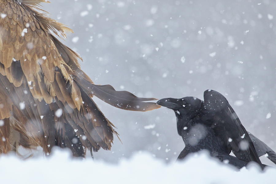 Griffon vulture and raven Photograph by Natura Argazkitan