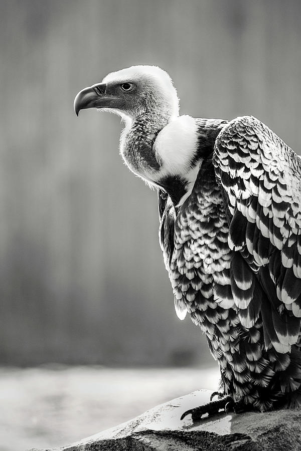Griffon Vulture-Black and White Photograph by Don Johnson