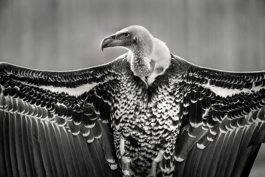 Griffon Vulture Photograph by Don Johnson