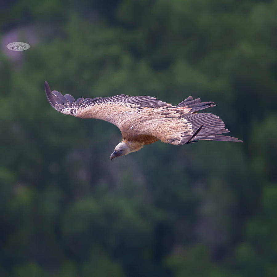 Griffon vulture flying, Drome provencale, France Photograph by Elenarts - Elena Duvernay photo