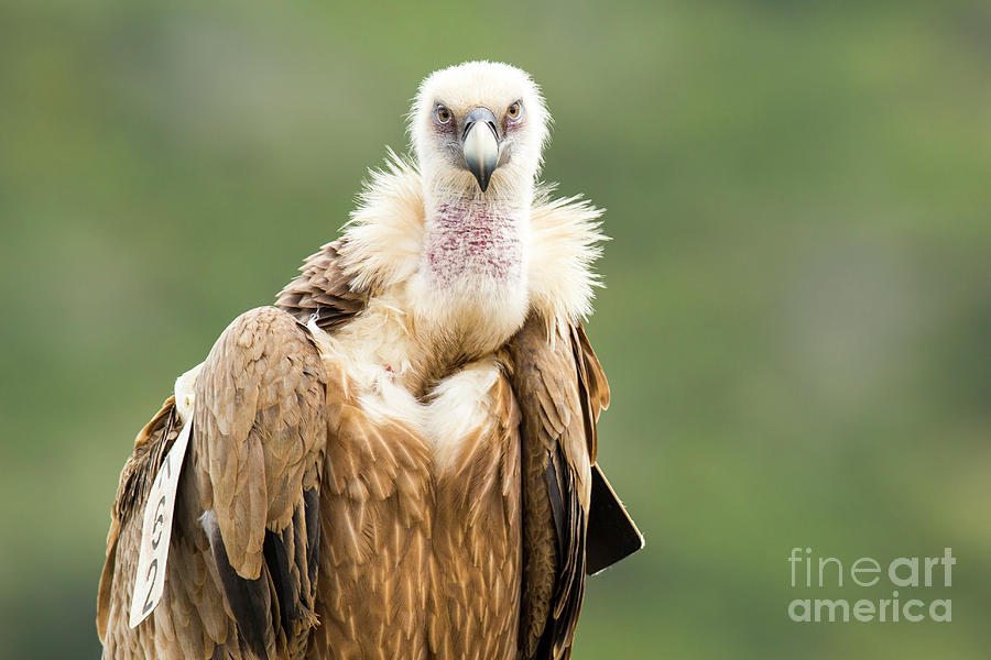 Griffon Vulture Gyps fulvus Photograph by Alon Meir