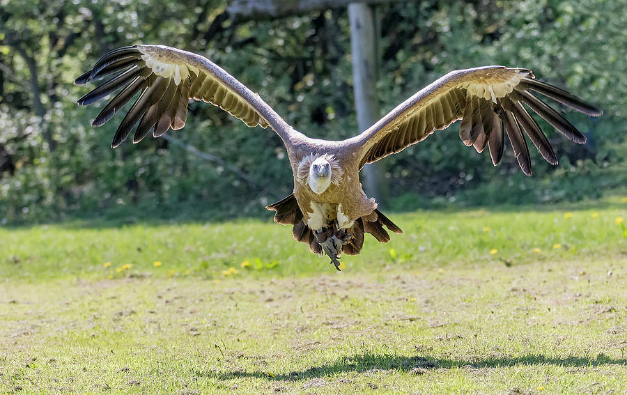 Vulture Photograph - Griffon vulture - Gyps fulvus by Darren Wilkes