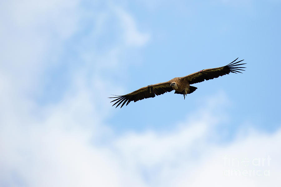 Griffon Vulture Gyps fulvus  in flight Photograph by Alon Meir