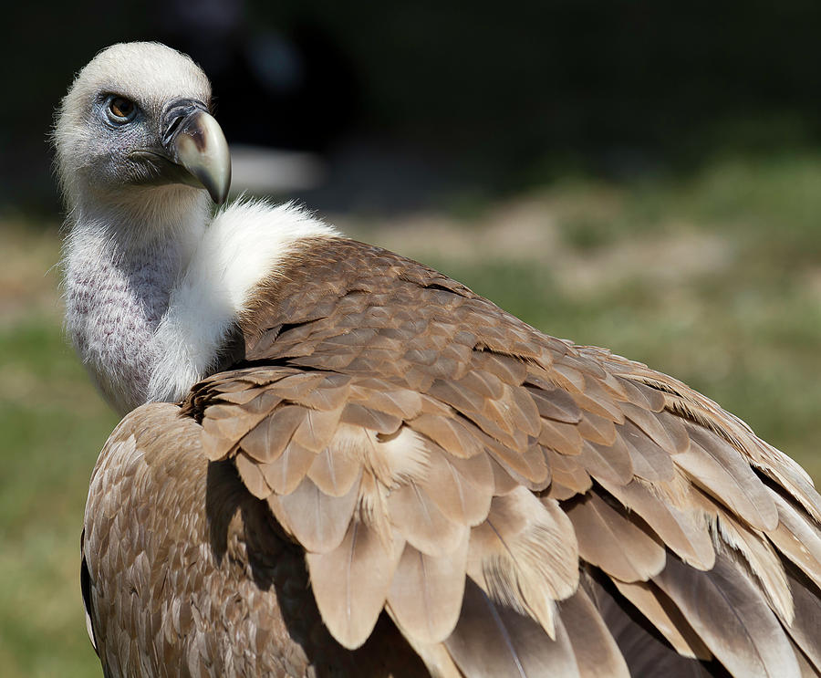 Griffon Vulture Photograph by D Plinth
