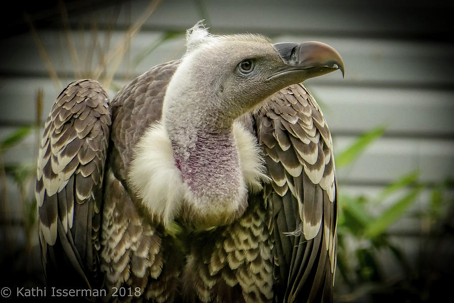 Griffon Vulture Photograph by Kathi Isserman